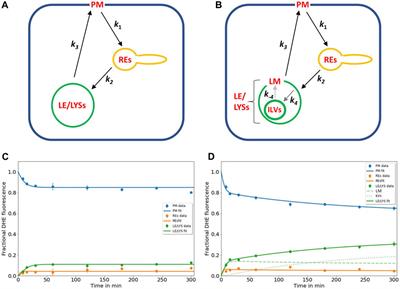 Kinetic modelling of sterol transport between plasma membrane and endo-lysosomes based on quantitative fluorescence and X-ray imaging data